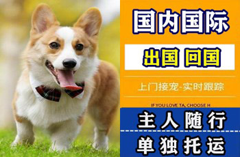 临汾市宠物托运公司临汾市宠物托运公司临汾市宠物托运公司
