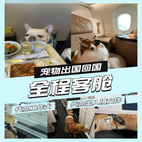 临汾市宠物托运到白俄罗斯宠物入境规定和要求